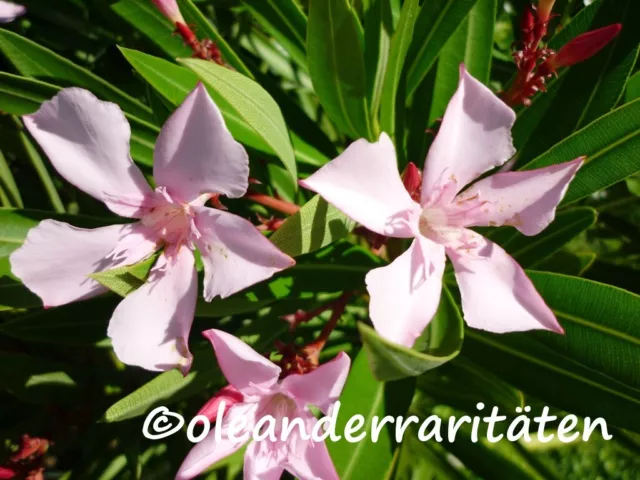 Oleander Pflanze ATLAS  50-60cm sehr frosthart  rosa