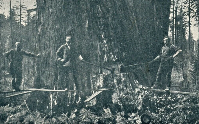 Redwood Tree, Arcata, California Postcard (1906 ) Logging [Ericson Bros.]