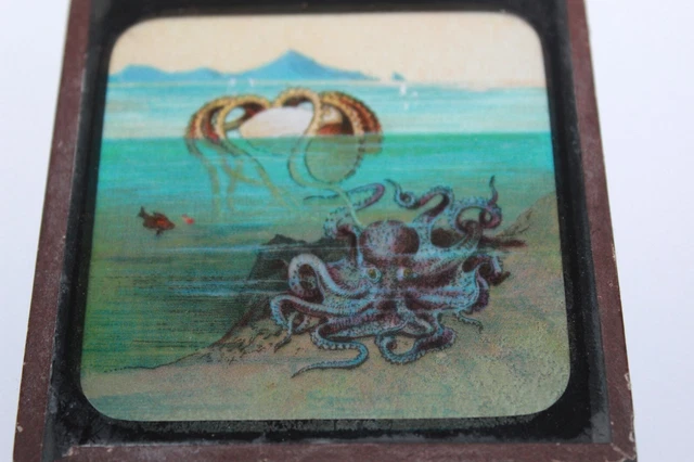 ANTIQUE COLOURED MAGIC LANTERN SLIDE SEA BED MARINE SEA OCTOPUS No 20 2