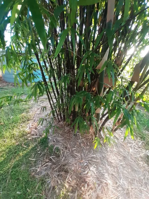 10  Black Bamboo Cuttings.