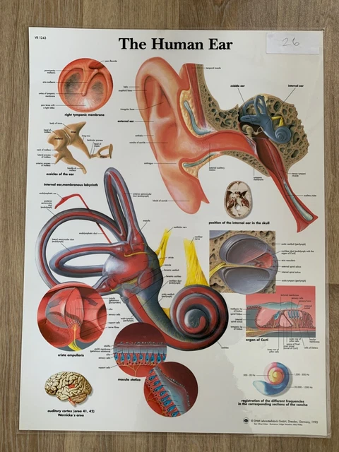 MEDICAL POSTER THE Human Ear (Laminated) £4.00 - PicClick UK