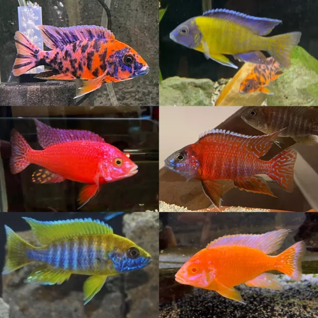 Live 6 pack Mixed Peacock Cichlids Aulonocara