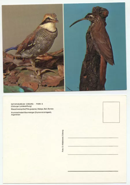 06792 - Blue Tail Pitta and Curved Beak Tree Climber - Old Postcard