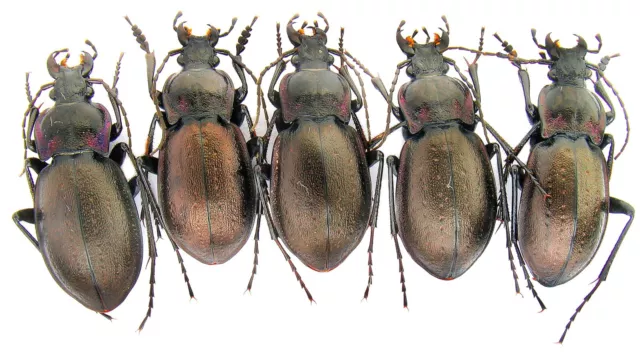 Carabidae, Carabus (Archicarabus) nemoralis, 5pcs, Ukraine