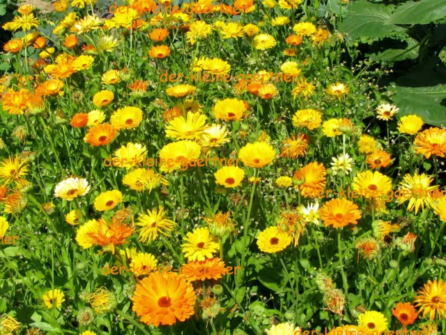 Ringelblume Calendula Farbenfrohe Ringelblumen Prachtmischung 400 Samen 2