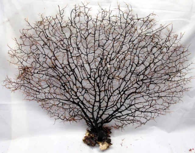 CORAL SEA FAN  Choose the one you like