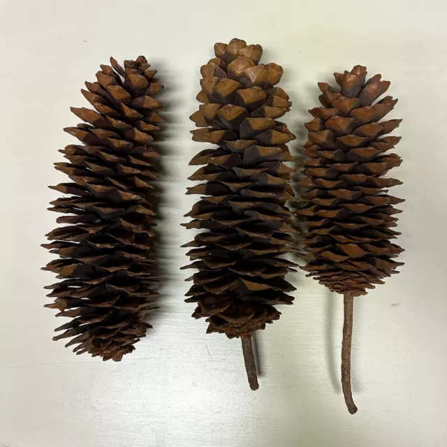 Lote de 3 conos grandes de pino de azúcar para artesanías y decoraciones: 9-12 pulgadas