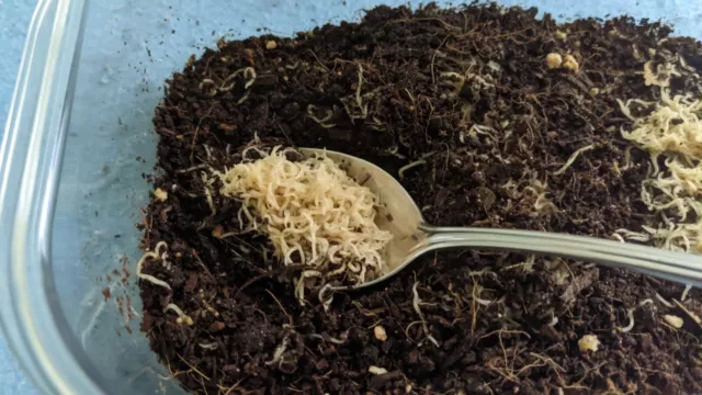 LIVE WHITE WORM STARTER CULTURE Fish Frog Newt Food Enchytraeus Albidus
