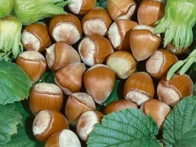 Hazelnut Hall’s Giant - 7 Seeds - Organic / Bio