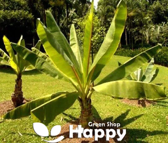 Planta De Plátano Etíope - 5 Semillas Grandes - Semillas De Plátano - Ensete Ventricosum Musa