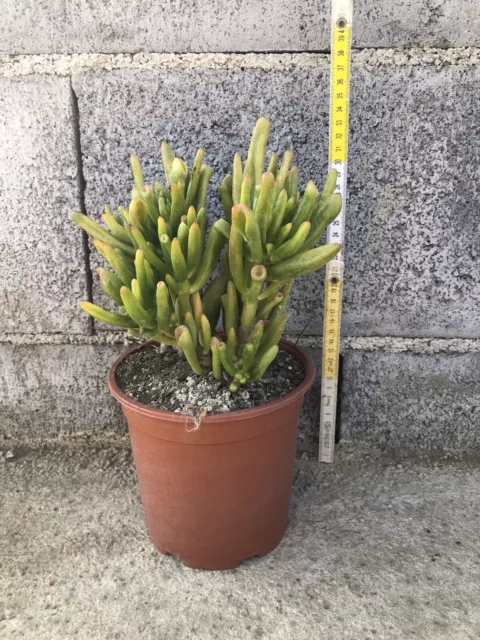 Crassula Ovata Albero d Giada Bonsai - Pianta Vera grassa succulenta in  Vaso PVC