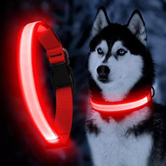 Collier à LED Lumineux pour chien rechargeable USB Étanche Réglable Sécurité