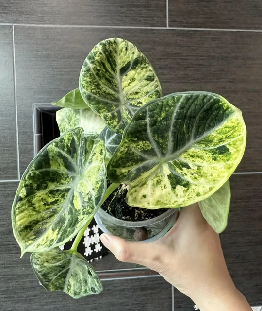 80002321 ALOCASIA NINJA Variegated Seeds 2 Samen EUR 9,95 - PicClick DE