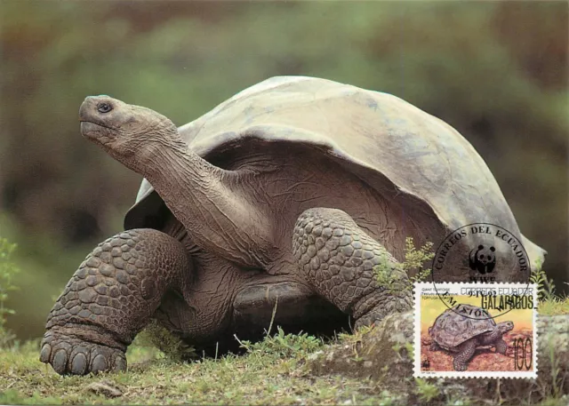 E0008 WWF Maximum Card 1992 Fauna Animals Ecuador Galapagos Giant Tortoise