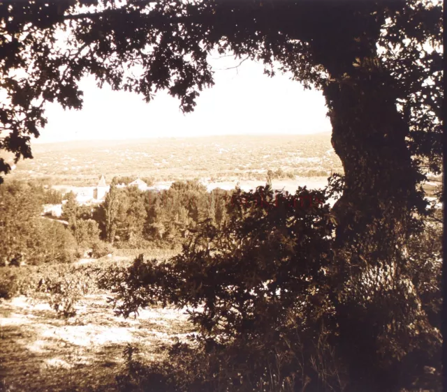 FRANCE Landscape Tree c1930 Photo Glass Plate Vintage V24L14n9