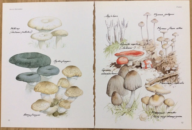 Vintage Mushroom/Toadstool Book Plate Prints Free P&P