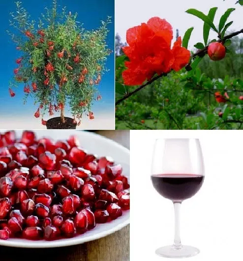 Gesund ! Winterharter roter Zwerg-Granatapfelbaum Punica granatum nana / Samen