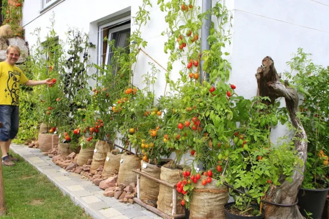 Konvolut Samen Tomate Sorten Set bunt Restposten Art Sammlung x Stück Saatgut er