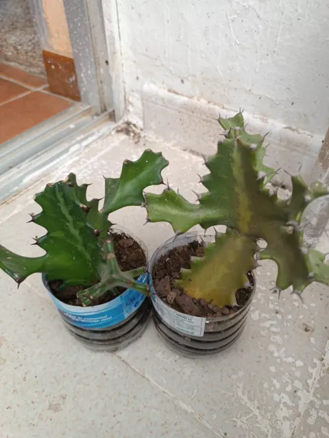 2 Euphorbia Láctea Con Raíz
