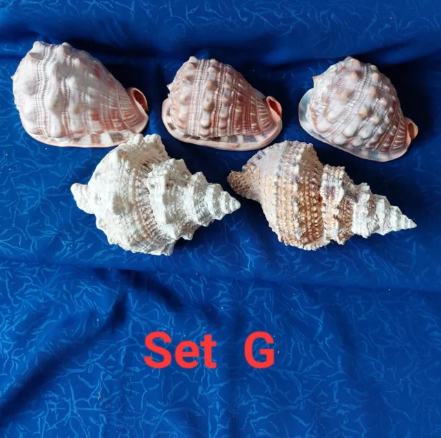 Set of 5 Large Shells ( 3 x Conch and 2 x Foxhead Hermit), Very Good Condition