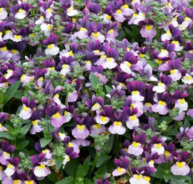 Nemesia 'Lady Jane' Summer Garden / Basket Plug Plants Pack x6