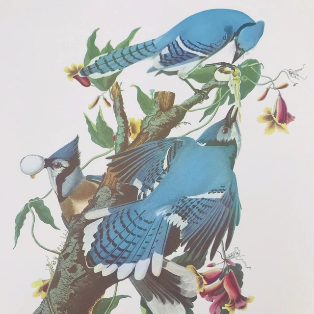 Arthur Singer Blue Jay Cyanocitta Cristata Bird Audubon Color Prints 9" x 12"
