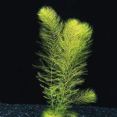 Myrio Green BUY 2 GET 1 FREE Foxtail Watermilfoil Live Aquarium Plants Bunch