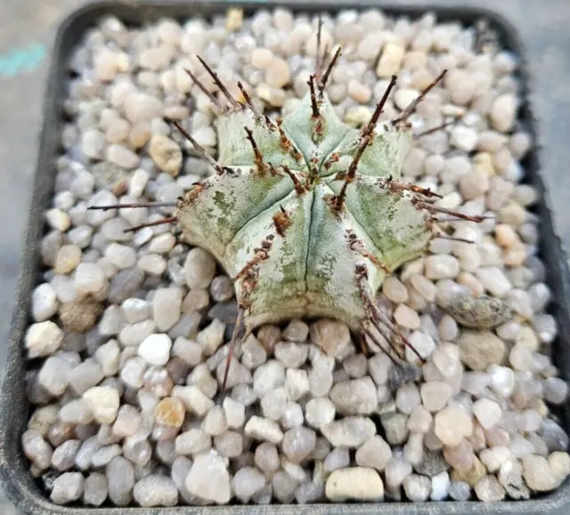 Euphorbia horrida `Snowflake´  WE/own roots very rare,