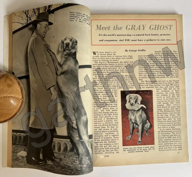 Weimaraner Dog 1948 Rare Pictorial Meet The Gray Ghost
