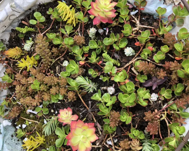 100x Mixed Sedum Ground Cover Cuttings Rooted/ Unrooted Alpine Stonecrop