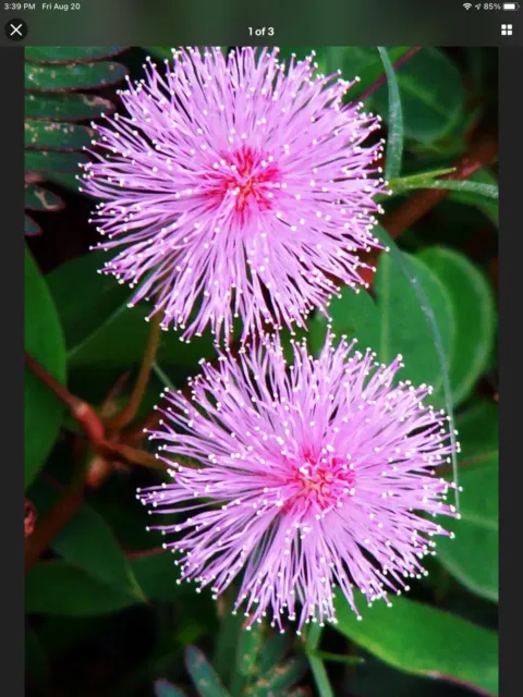 Mimosa Silk Bush Seeds (25). Grows Up To 5 Feet In Height. Tropical & Beautiful
