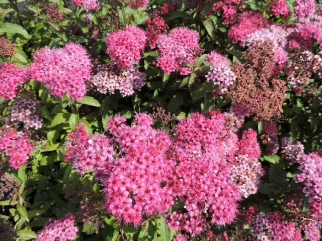 1 rote Sommerspiere Anthony Waterer im Container 30-40 cm spiraea japonica