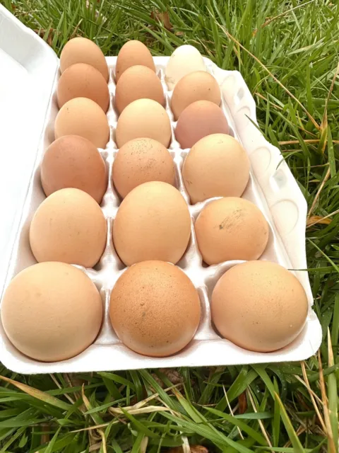 12 Chicken Hatching Eggs Fertile Fresh Assorted Barnyard mix FANCY BREEDS