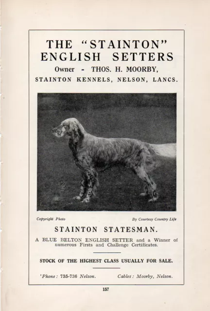 English Setter Old Vintage 1934 Named Dog Print Page "Stainton Statesman"