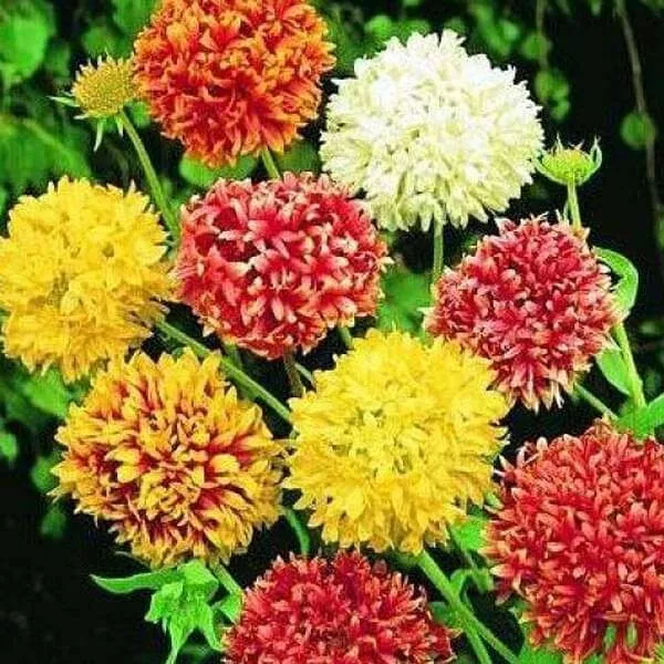 INDIAN BLANKET DOUBLES FLOWER SEED | Gaillardia | NON-GMO | Heirloom | Bloom
