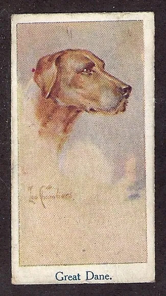 1924 Leo Chambers Dog Art Head Study Portrait Moustafa Cigarette Card GREAT DANE