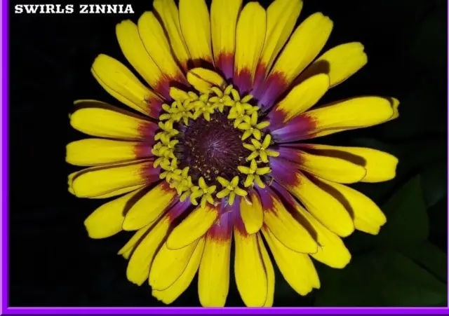 Swirls Zinnia 20 Seeds - BEAUTIFUL BI-COLOR  BLOOMS! Comb S/H See Our Store