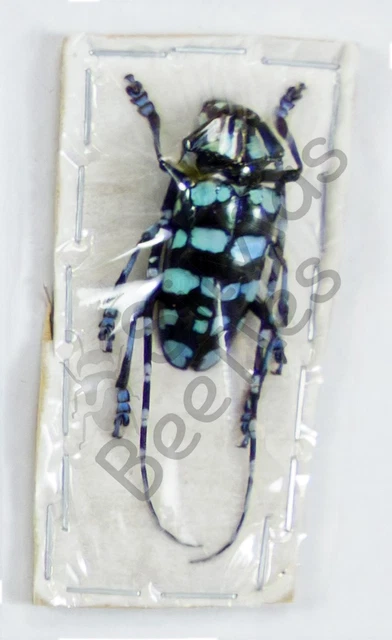 Beetles, Insects & Butterflies, Animals, Collectibles - PicClick CA