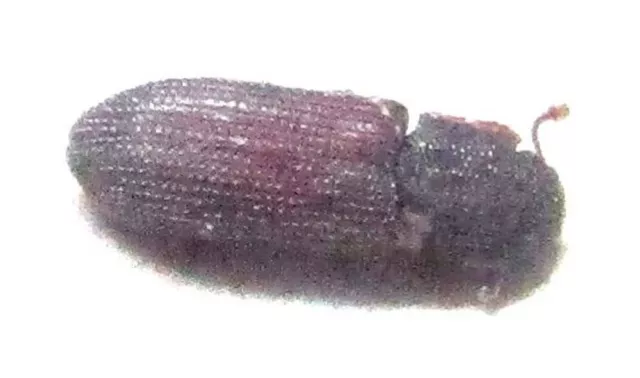 M010 PA : Zopheridae: Colydiinae species? 3mm****************************