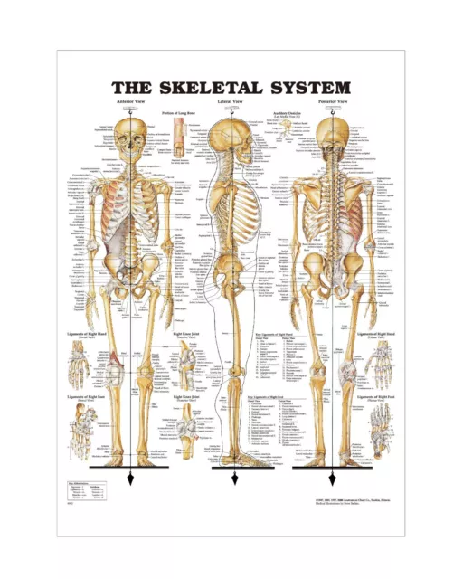 The Human Skeletal System Anatomical chart bundle