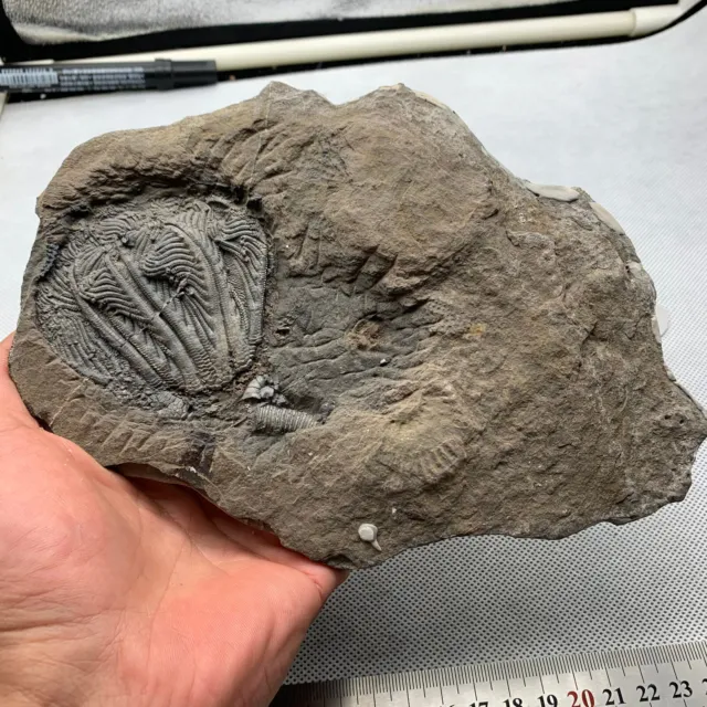 300 grams of fossils of crinoid from the Guanling Biota in Guizhou