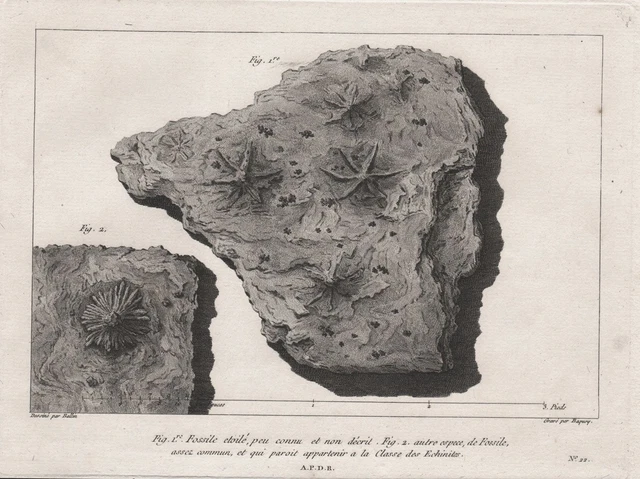 Fossile Fossilien Seestern starfish etoile de mer gravure estampe engraving 1780