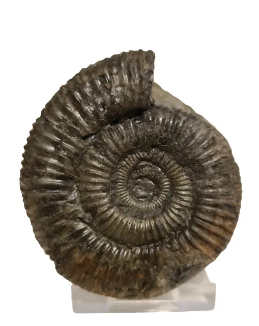 Ammonite Fossil - North Yorkshire, UK.