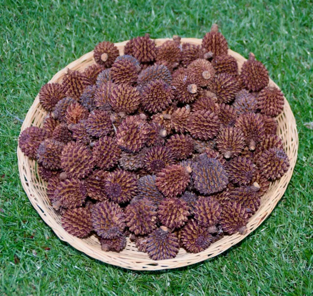 100 Sheoak Casuarina Pods Gum Nuts Natural Native South Australian Craft