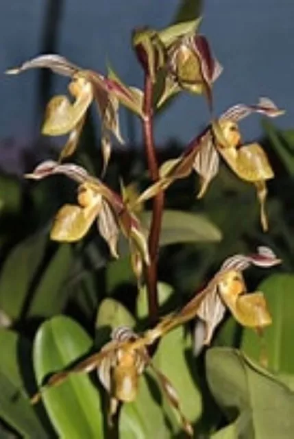orchid species-Paphiopedilum kolopackingii-Indonesia