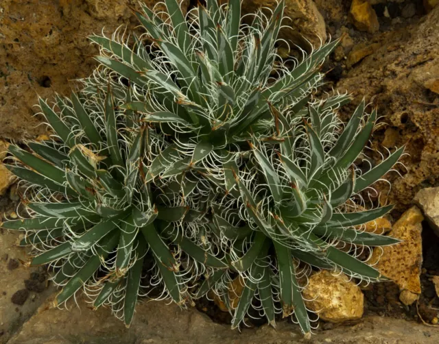 Agave Parviflora - Rare Dwarf Succulent Live Plant