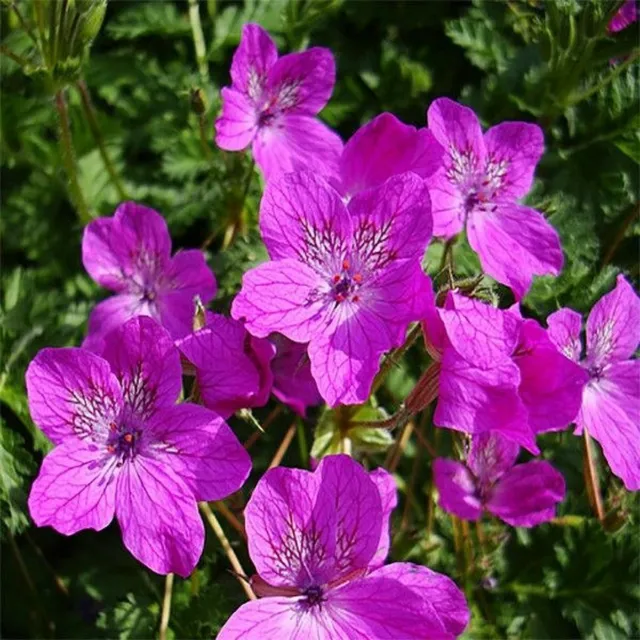 ERODIUM MANESCAVI, HERON'S BILL 10 graines