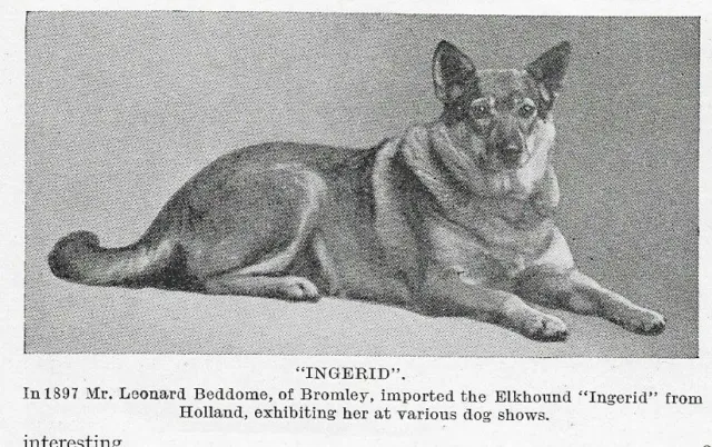 Norwegian Elkhound "Ingerid" - 1934 Vintage Dog Art "Photo" Print - MATTED