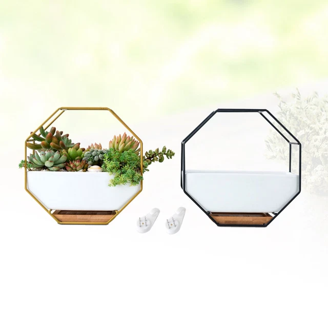 Wall Succulent Air Plant Wall Holder Hanging Wall