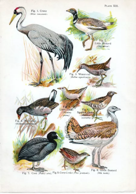 1908 Oiseau Imprimé~ Grue Grand Outarde Corn-Crake Foulque Macroule Water-Rail